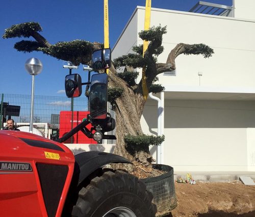 plantar-arbol